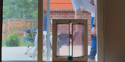 Dog outside of dog door