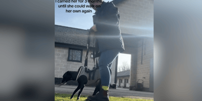 Dog owner helping paralysed dog to walk