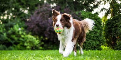 Dog running with ball in mouth