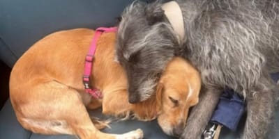 Dog's stolen from car