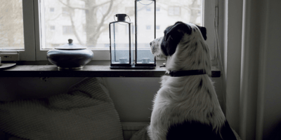 Dog sitting looking out of window