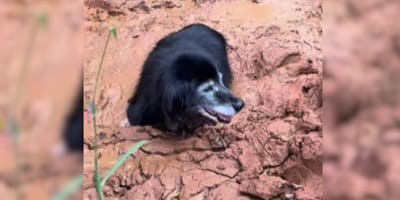 Dog stuck in mud