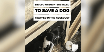 Dog stuck on aqueduct