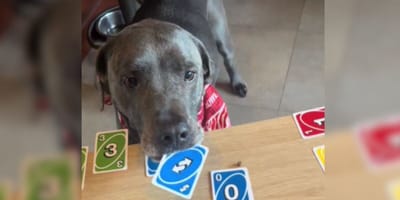 Dog with blue Uno cards in mouth