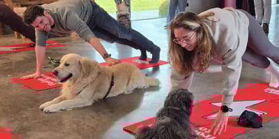 Doga, ofwel yoga voor de hond
