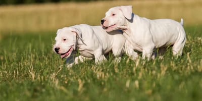dogo