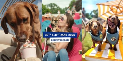 Dogs enjoying Dogstival