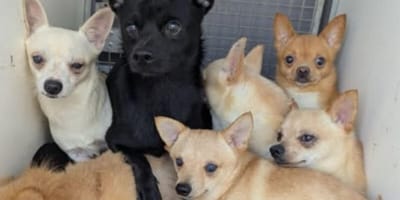 Dogs rescued from house