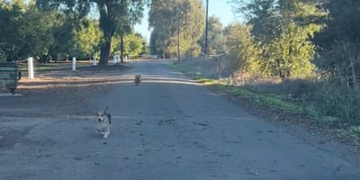 Hunde laufen auf ein Auto zu.