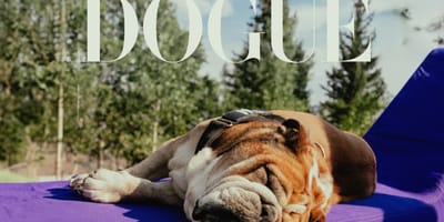Dogue, de verhalen achter de hond