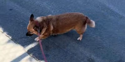 Doris the dog