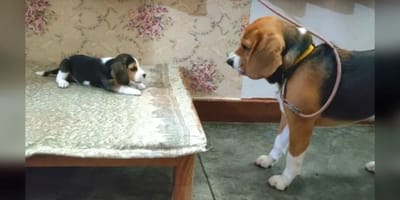 Beagle adulto y su cachorro
