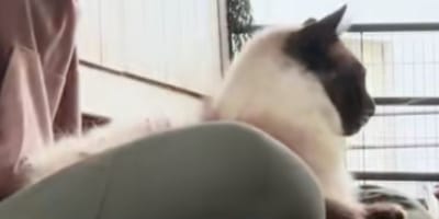 Dreamer le chat