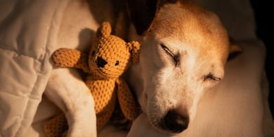 duelo-animal-perdida-de-un-perro