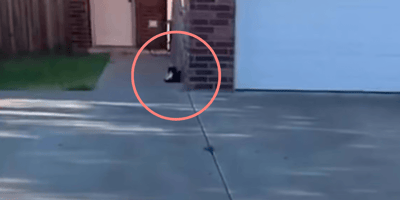 dueños se mudan y dejan gato