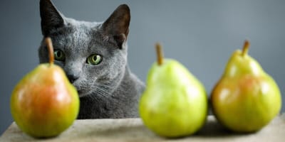 Mag een kat peer eten?