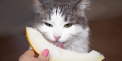 Mag een kat meloen eten?
