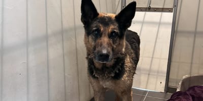 Duitse herder wordt van snelweg gehaald maar baasje nog niet gevonden