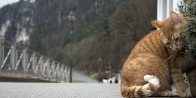 Duitse kattennamen
