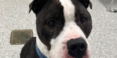 Duke le chien