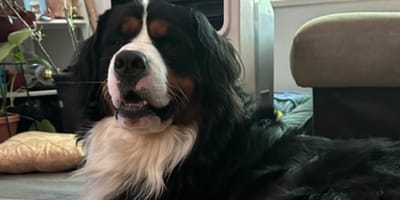 Duncan le chien
