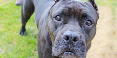 Dunkler American Bully XXL