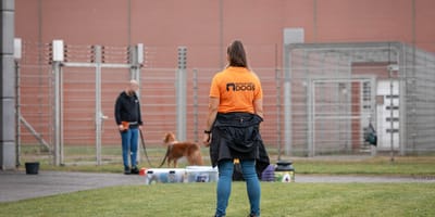 Dutch Cell Dogs en Wamiz gaan een samenwerking aan voor het adopteren van honden