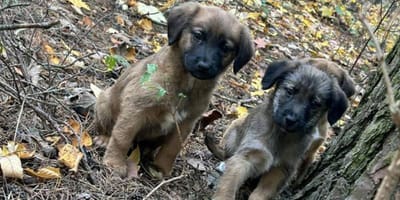 Dwa z porzuconych szczeniaków