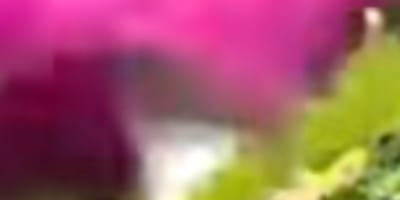 A flash of pink in the woods