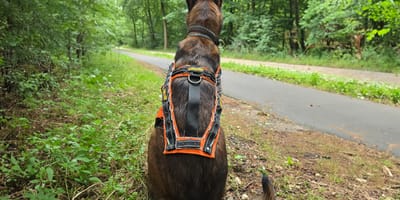 Een antiwolvenvest met pinnen bij Mechelse herder Mia