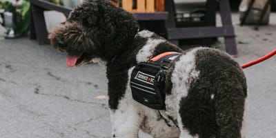 Een dag in het teken van hulphonden in Rotterdam
