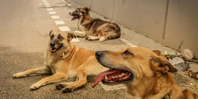 Een groep wilde honden zorgt voor angstige taferelen in stad VS