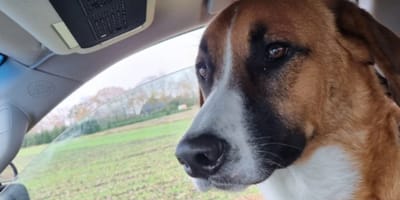 Een hond in Deurne in paniek slaat op de vlucht na harde vuurwerk knal