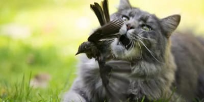 Een kat die jaagt op een vogel. Binnenkort verleden tijd?