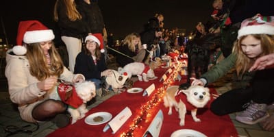 Een kerstdiner voor honden in Breda bij het AniCura dierenziekenhuis