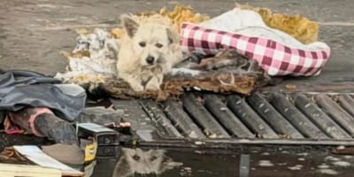 Een klein hondje overleefde weken tussen het afval op een verlaten plek