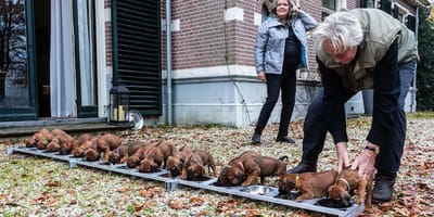 Een nest van 15 puppy's verrast Annelies en Eddy