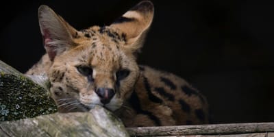 Een serval loopt rond in Gelderse straten