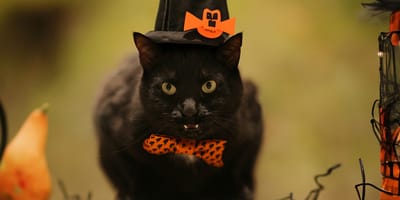 Een Spaans dorp stopt met adoptie zwarte katten rondom Halloween