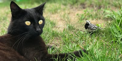 Primer gato muere por gripe aviar en los Países Bajos