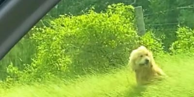 Een achtergelaten hond werd gevonden in een weiland.