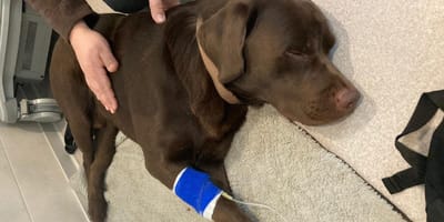 Un Labrador couleur chocolat avec une perfusion