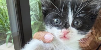 Uroczy czarno-biały kociak