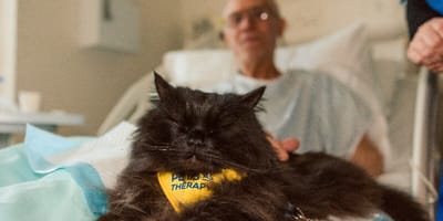 Eine Therapiekatze mit einem älteren Mann