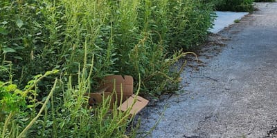 Een verlaten kartonnen doos in het struikgewas