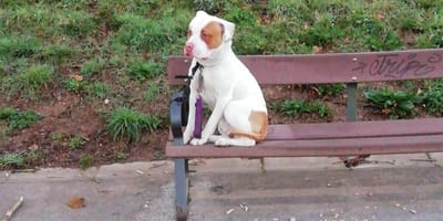 een witte hond zit op een parkbank