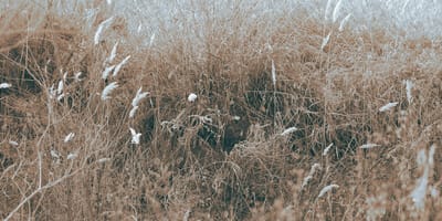 Een hurende vrouw redt honden die in het struikgewas zijn achtergelaten