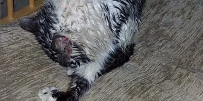 Eine Katze kommt nass und verstört nach Hause