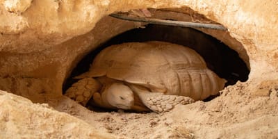 Eine Schildkröte in ihrem Bau