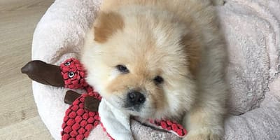 szczeniak leżący obok pluszowej zabawki